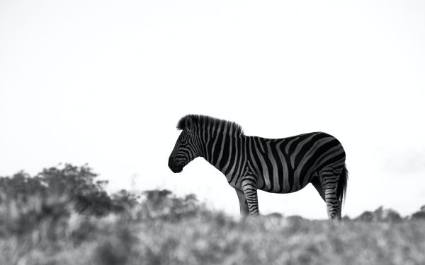 Обои 2560x1600 Африка, зебра, черно-белое фото