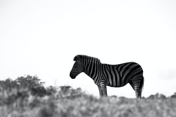 Обои 6000x4000 Африка, зебра, черно-белое фото