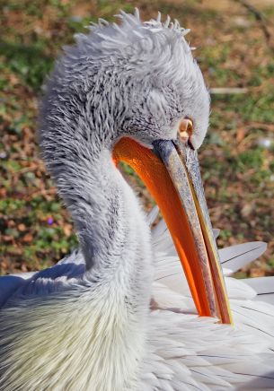 bird, swan, close up Wallpaper 1668x2388