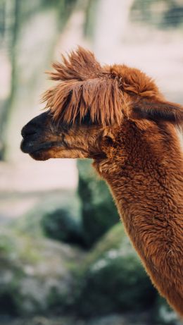 llama, animal, redhead Wallpaper 640x1136