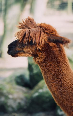 llama, animal, redhead Wallpaper 800x1280