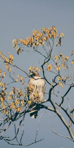 bird, predator, eagle Wallpaper 720x1440