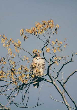 bird, predator, eagle Wallpaper 1640x2360