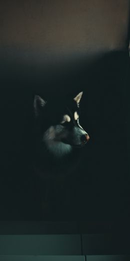dog, huskies, malamute Wallpaper 720x1440