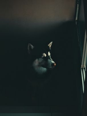 dog, huskies, malamute Wallpaper 2048x2732