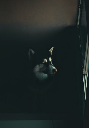 dog, huskies, malamute Wallpaper 1668x2388