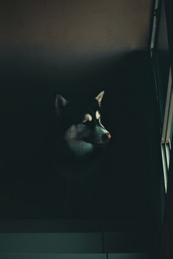 dog, huskies, malamute Wallpaper 640x960