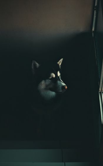 dog, huskies, malamute Wallpaper 800x1280