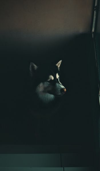 dog, huskies, malamute Wallpaper 600x1024