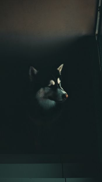 dog, huskies, malamute Wallpaper 720x1280