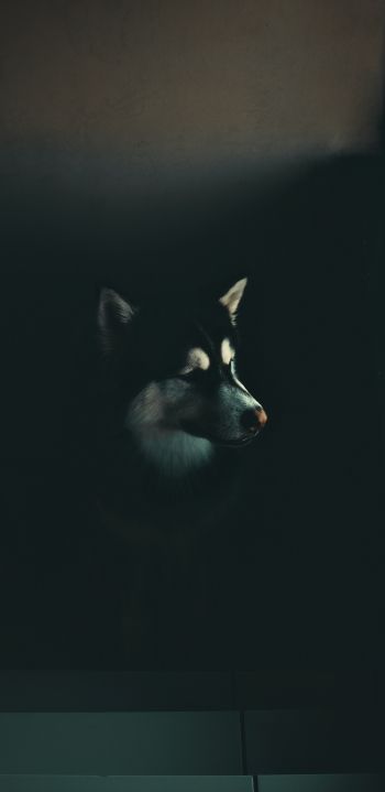 dog, huskies, malamute Wallpaper 1440x2960