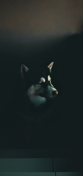 dog, huskies, malamute Wallpaper 1080x2280