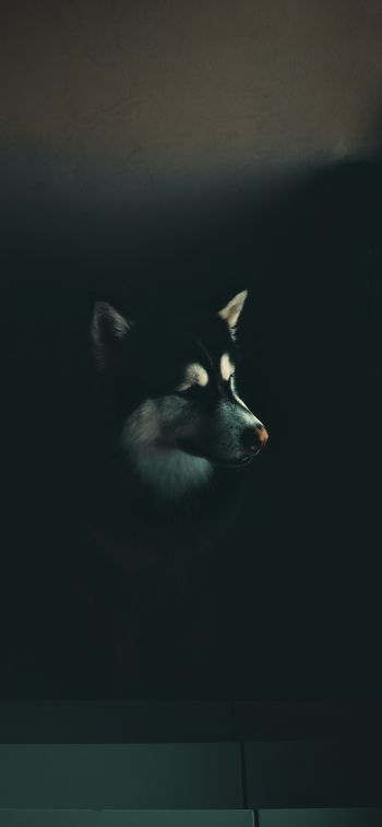 dog, huskies, malamute Wallpaper 1284x2778