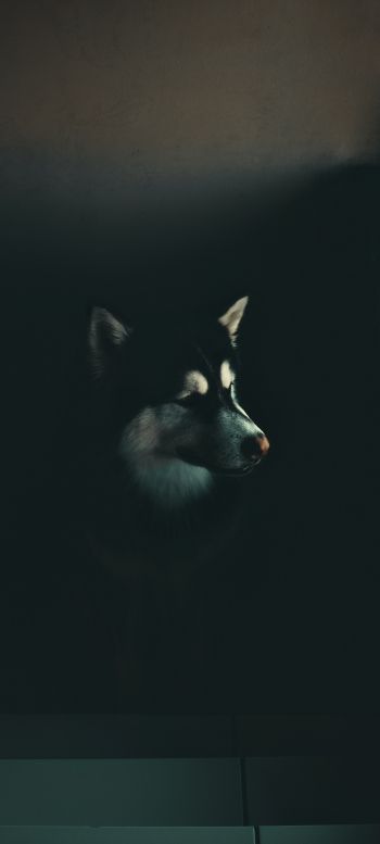 dog, huskies, malamute Wallpaper 1080x2400