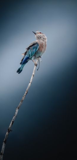 Обои 1080x2220 синяя птица, голубая сойка, птица