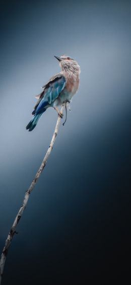 Обои 1080x2340 синяя птица, голубая сойка, птица