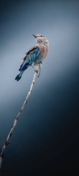 Обои 1080x2400 синяя птица, голубая сойка, птица