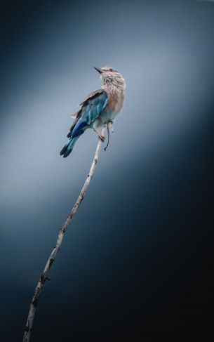 blue bird, blue jay, bird Wallpaper 1752x2800