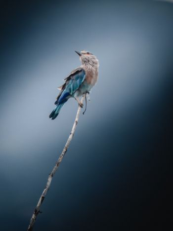 blue bird, blue jay, bird Wallpaper 1620x2160