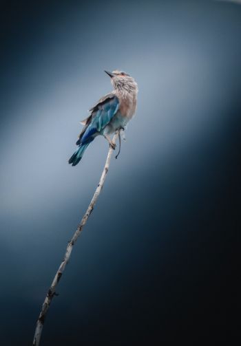blue bird, blue jay, bird Wallpaper 1640x2360