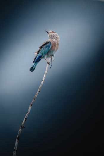 Обои 640x960 синяя птица, голубая сойка, птица