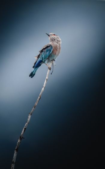 Обои 1600x2560 синяя птица, голубая сойка, птица