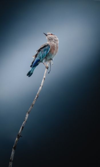 blue bird, blue jay, bird Wallpaper 1200x2000