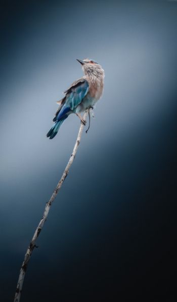 blue bird, blue jay, bird Wallpaper 600x1024