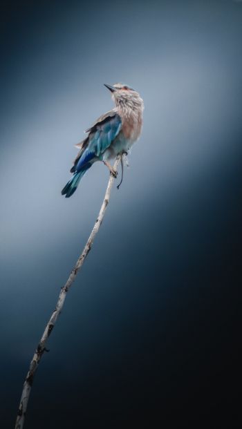 Обои 640x1136 синяя птица, голубая сойка, птица