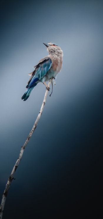 Обои 1080x2280 синяя птица, голубая сойка, птица