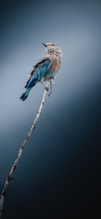 Обои 828x1792 синяя птица, голубая сойка, птица