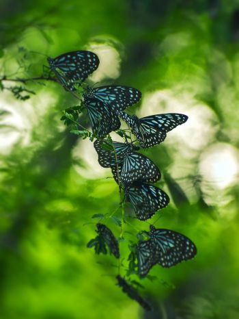 butterflies, black butterflies, insects Wallpaper 1668x2224