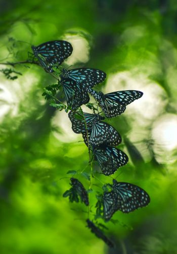 butterflies, black butterflies, insects Wallpaper 1668x2388