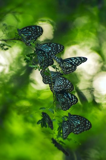 butterflies, black butterflies, insects Wallpaper 640x960