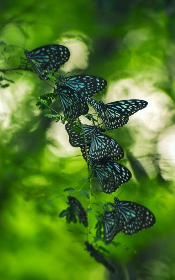 butterflies, black butterflies, insects Wallpaper 1752x2800
