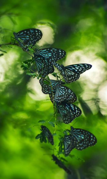 butterflies, black butterflies, insects Wallpaper 1200x2000