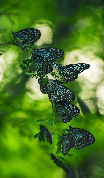 butterflies, black butterflies, insects Wallpaper 600x1024
