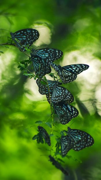 butterflies, black butterflies, insects Wallpaper 640x1136