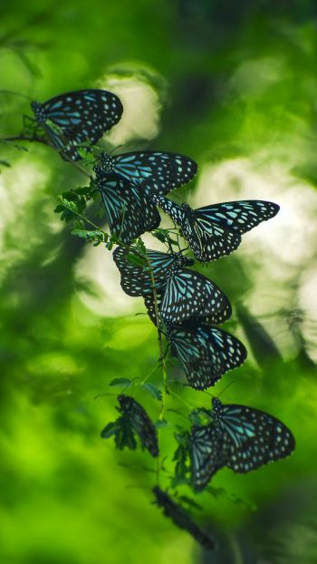 butterflies, black butterflies, insects Wallpaper 1440x2560