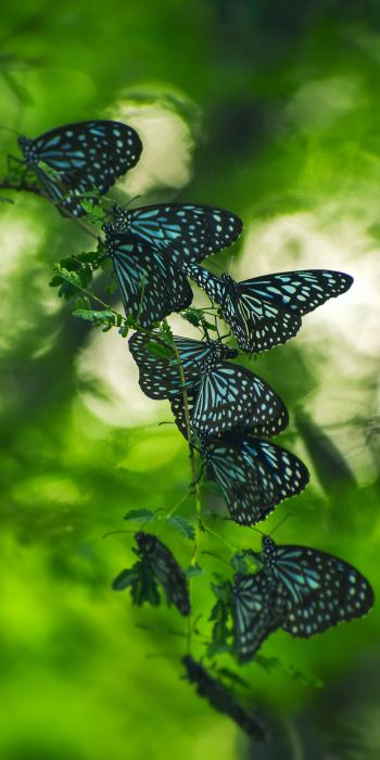 butterflies, black butterflies, insects Wallpaper 720x1440