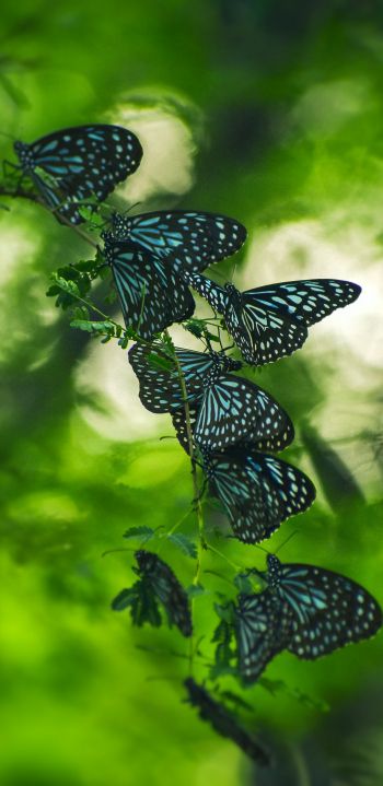 butterflies, black butterflies, insects Wallpaper 1080x2220