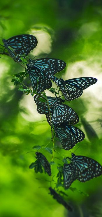 Обои 1080x2280 бабочки, черные бабочки, насекомые