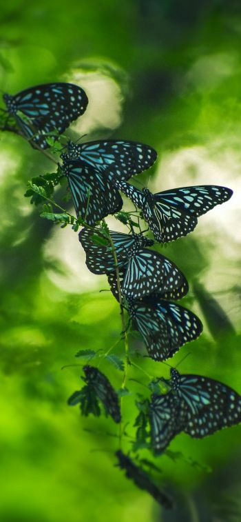 Обои 828x1792 бабочки, черные бабочки, насекомые