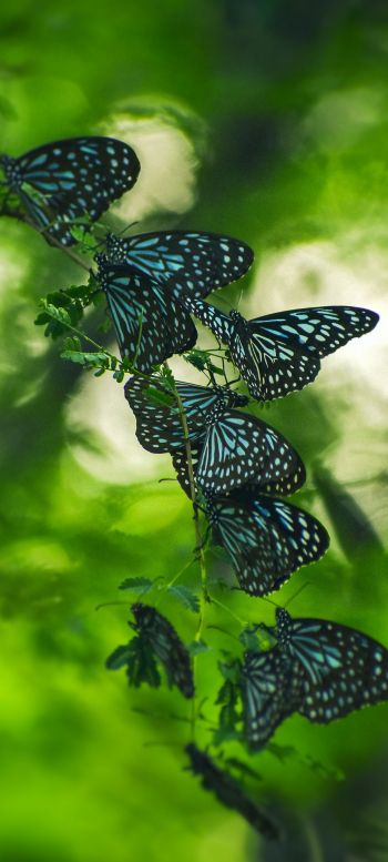 Обои 1440x3200 бабочки, черные бабочки, насекомые