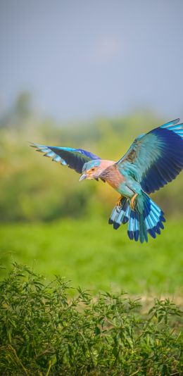 blue bird, wings, flight Wallpaper 1440x2960