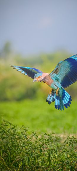 blue bird, wings, flight Wallpaper 1080x2400
