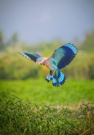 blue bird, wings, flight Wallpaper 1668x2388