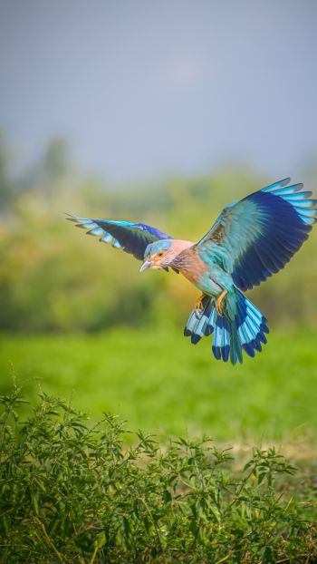 Обои 750x1334 голубая птица, крылья, полет