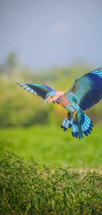 blue bird, wings, flight Wallpaper 720x1520