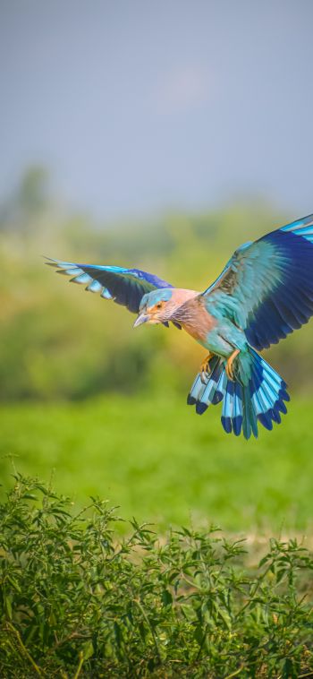 blue bird, wings, flight Wallpaper 1080x2340